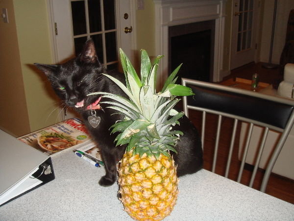 Cody & the Pineapple
