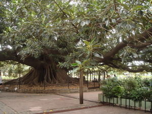 Big Ombu Tree