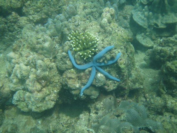 Starfish on scuba dive