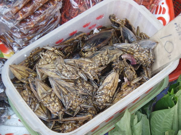 dried waterbugs