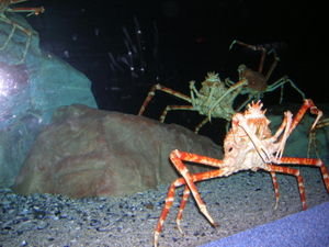 Scary Crab