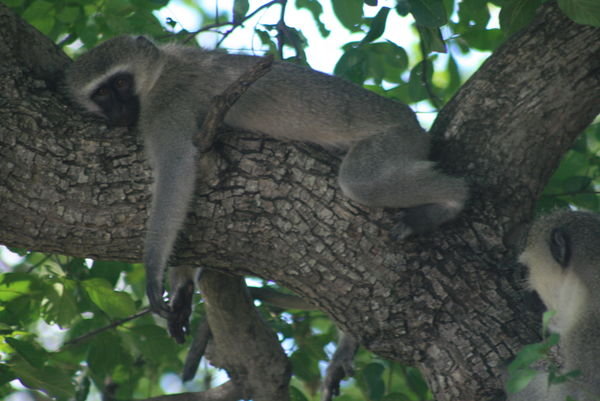Sleeping Monkey