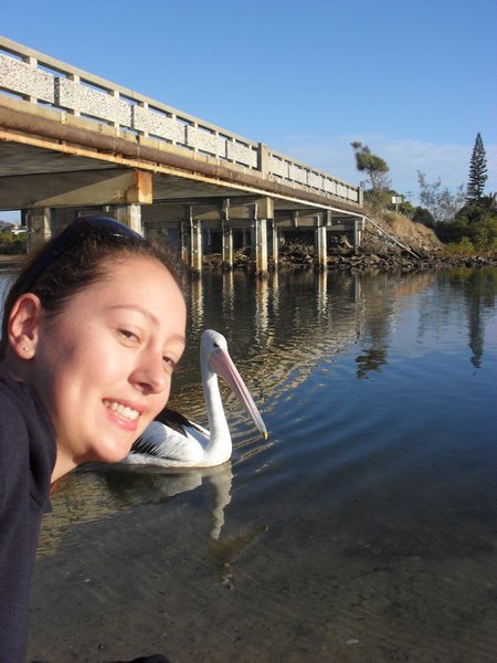 Pelican and I