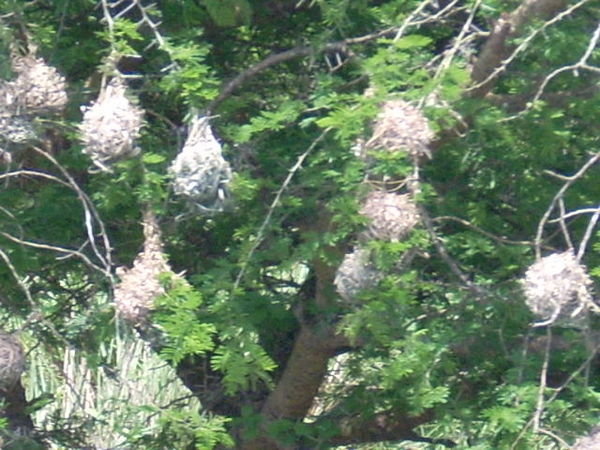For the twitchers: weavers' nests