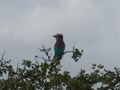 purple chested roller