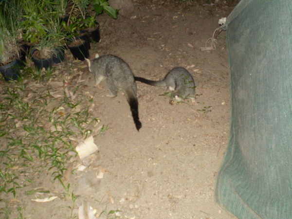 Hello Possums - they are everywhere