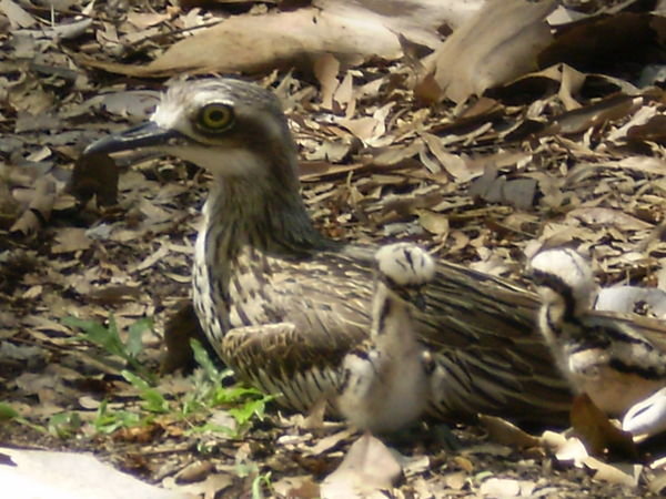 Mama Curlew & her chicks