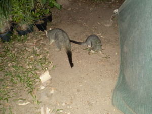 Hello Possums - they are everywhere