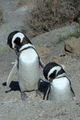 E os pinguins coreógrafos