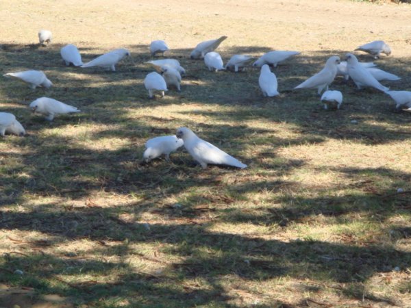 Very noisy white parrots