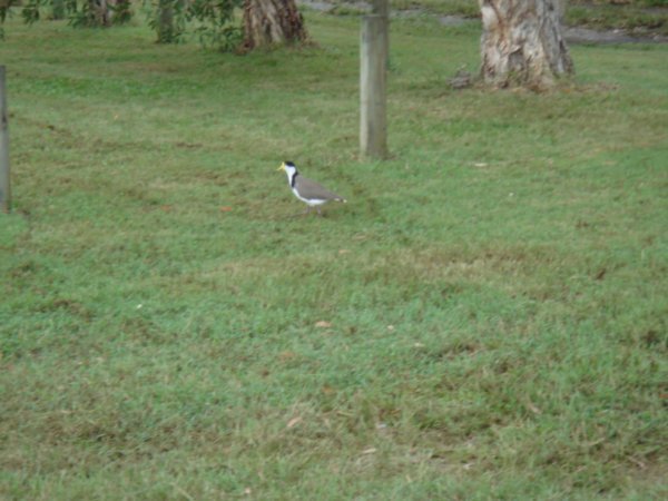 A common bird of the area