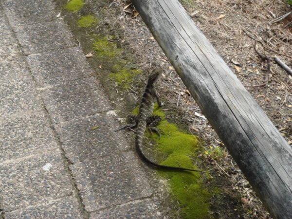 We saw this lizard on the path!