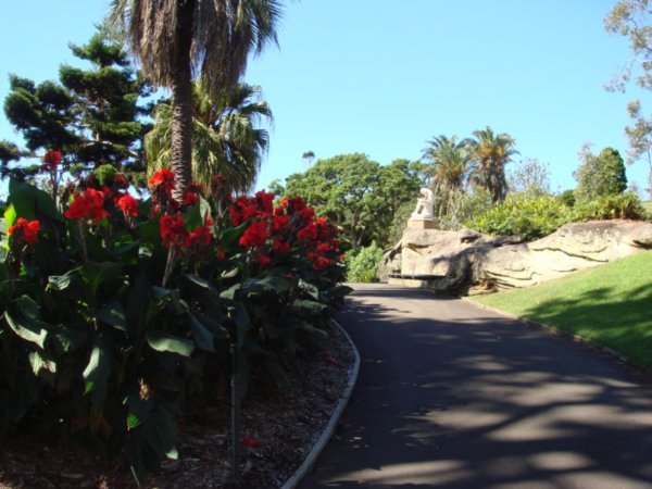 Pretty red flowers on my walk to Mrs Macquarie's Chair