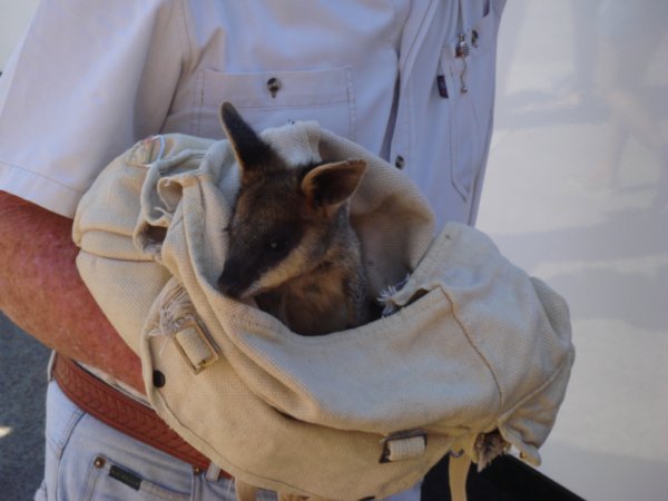 A baby wallaby!