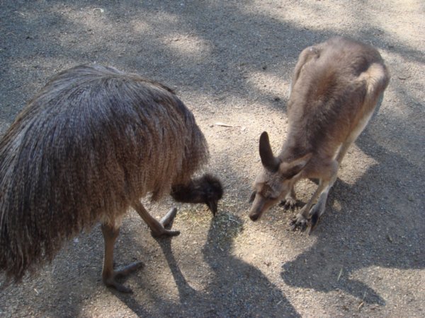 Emu and kangaroo fighting over my food