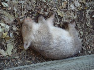 A very sleepy wombat!