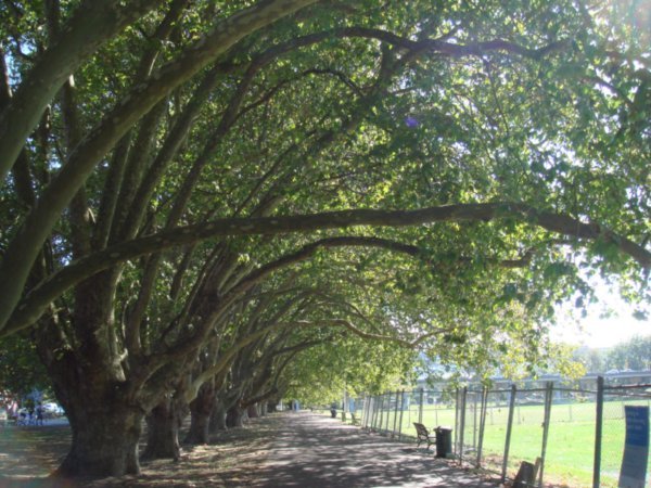 Trees in Victoria Park