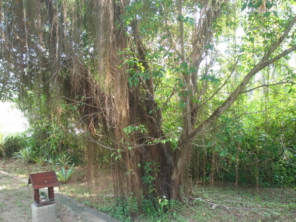 A Banyan Tree