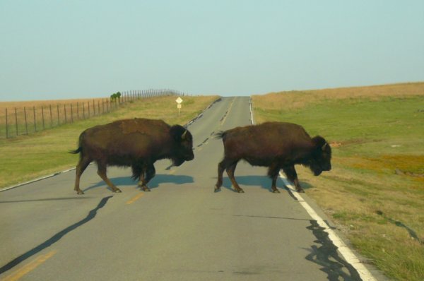 Why did the Bison cross the road.....