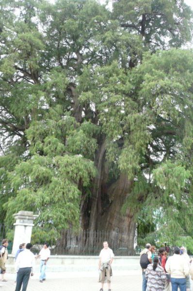 The Tule Tree