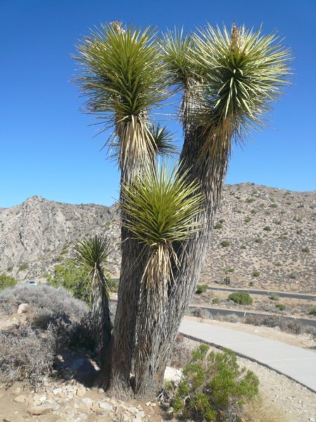 Mojave Yucca | Photo