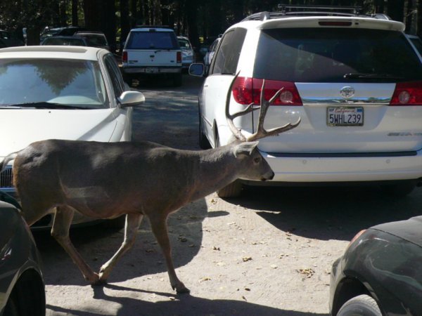 Yosemite car park