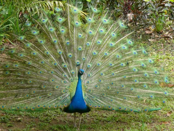 Pretty peacock