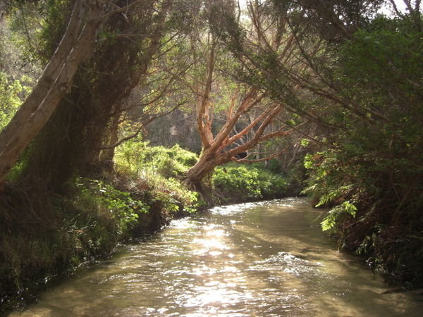 Eli Creek