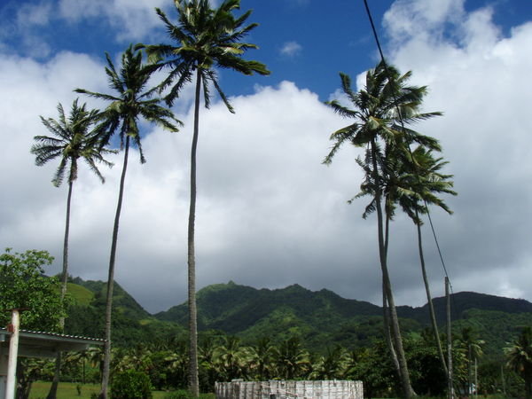 Tallest palms in world