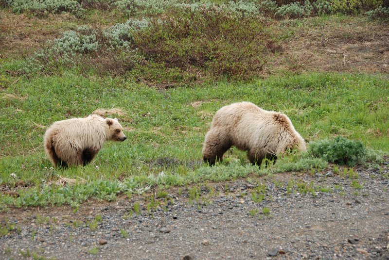 Grizzly mother and cub in Denali National Park