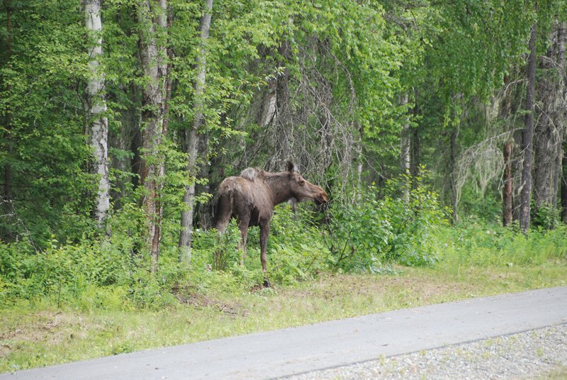 Moose in Talkneeka