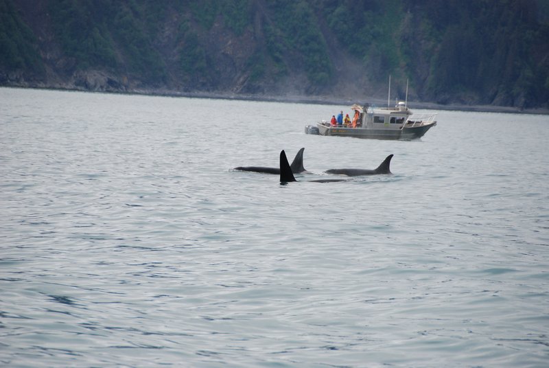 Wildlife cruise - 3 Orcas