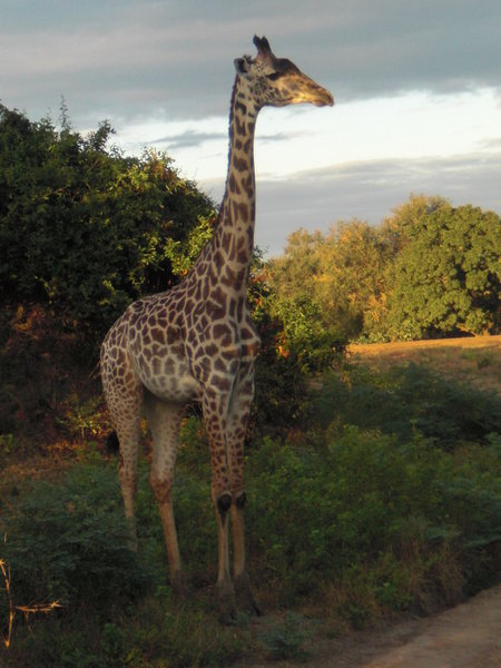 Friendly giraffe