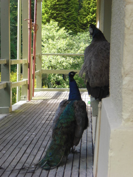 Peacocks at Hunters Inn