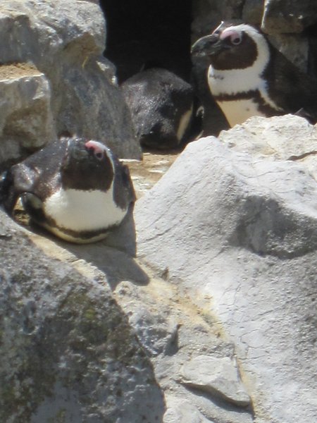 Penguins - this was in Spain