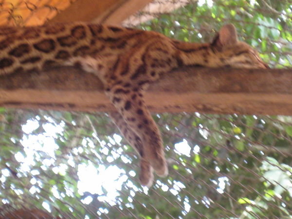 jaguar thingy chilling out