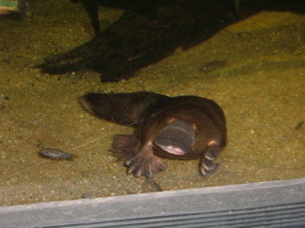 A platypus