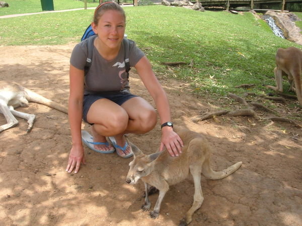 petting a baby kangaroo