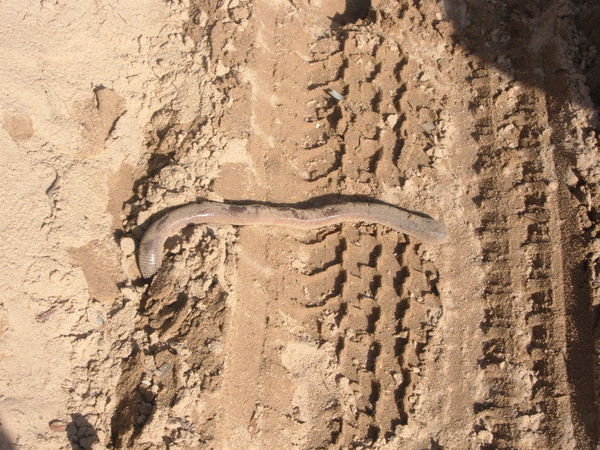 A giant earth worm