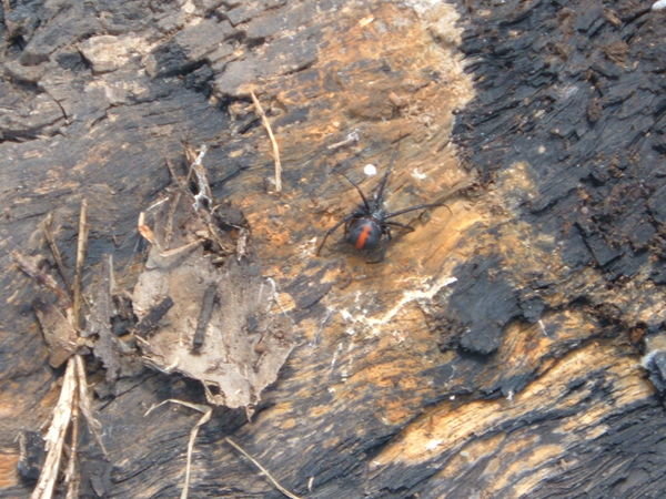 poisonous redback