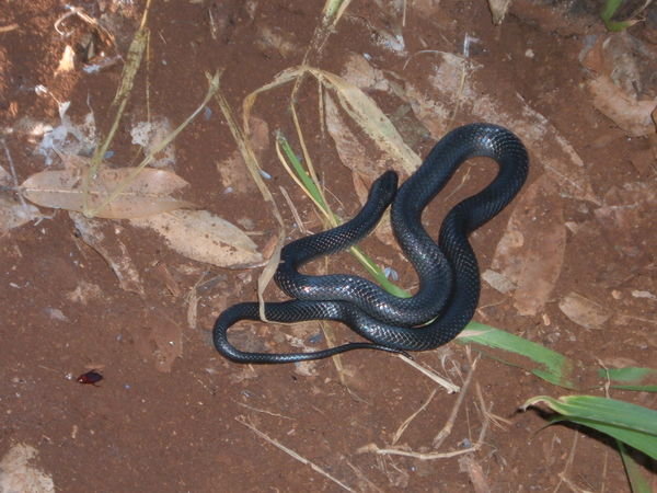 the red belly snake