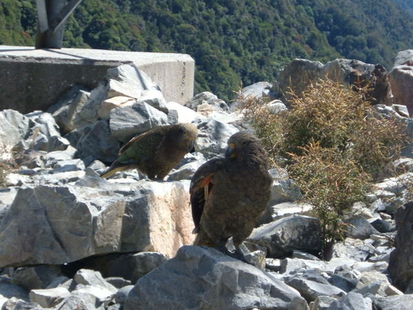 mountain parrots called "kea"