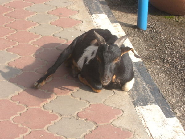 a goat lying on the Malaysia-Thailand boarder, my welcome party