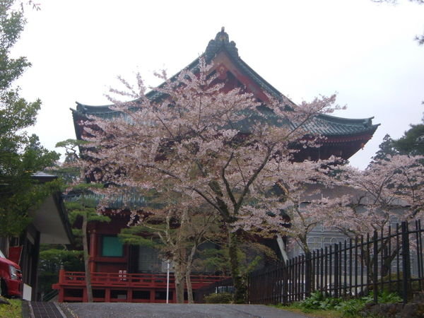cherry blossoms at tosho-gu