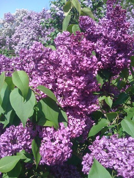 More Lilacs