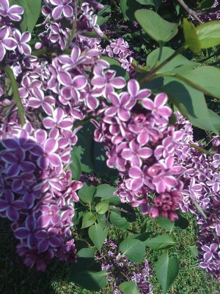 Lilacs with white tips