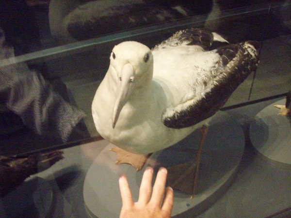 Gaint Seagull - the great albatross