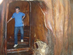 Staircase carved inside of a giant, ancient Kauri Tree