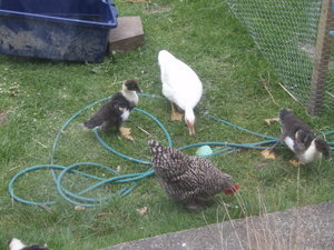 Duckies and the chicken they call "mum'