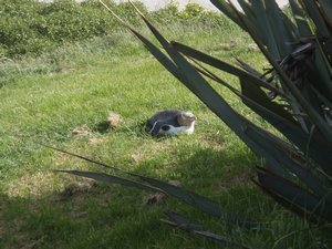 Yellow-Eyed Penguin - Sleeping, mating and the occasional fishing